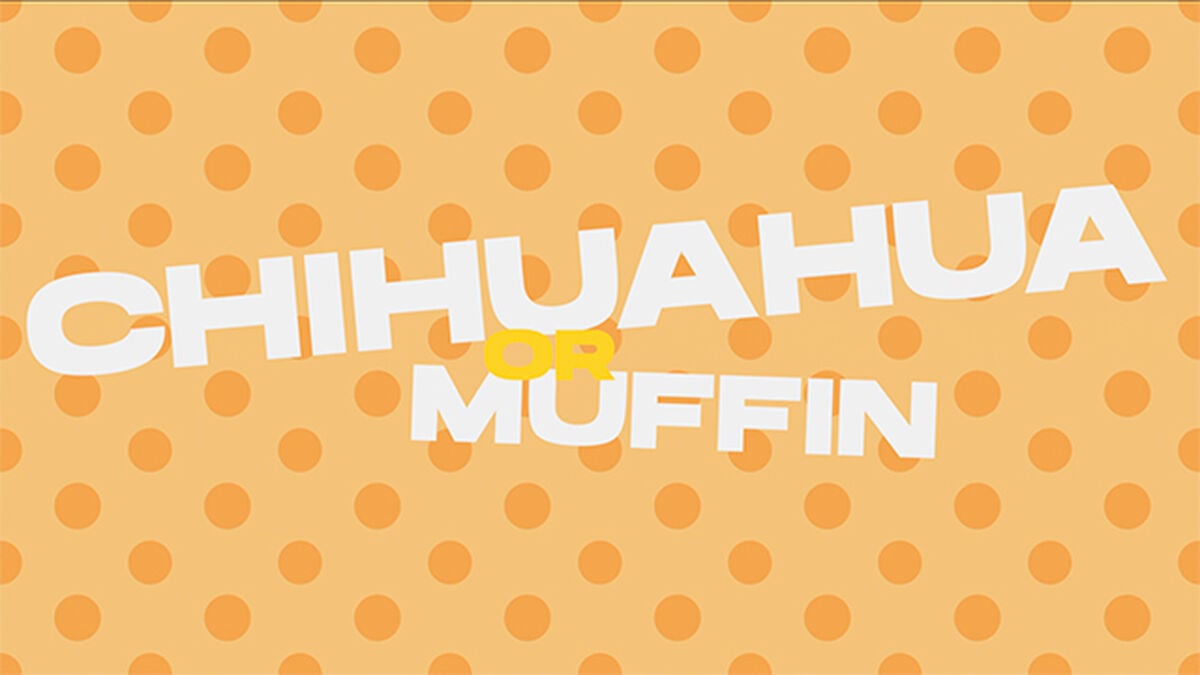 Chihuahua or Muffin - Countdown Video and Game image number null